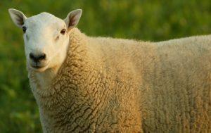 Cheviot Sheep Images