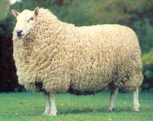 Cheviot Sheep Pictures