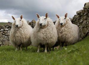 Cheviot Sheeps