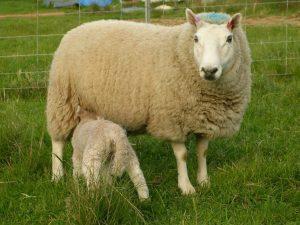 Cheviots Sheep