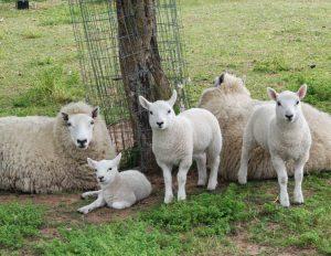 Miniature Cheviot Sheep