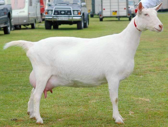 Saanen Goat Breeds List Saanen Goat Breeds List