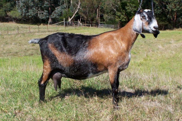 Nubian Goat Breeds List