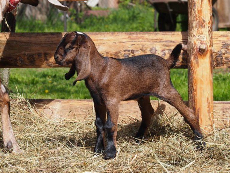 Will Your Nubian Goat Live To 10 Find Out Now - rq77xgc