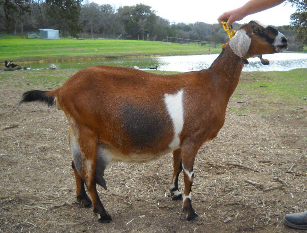 Nubian Goat Breeds List