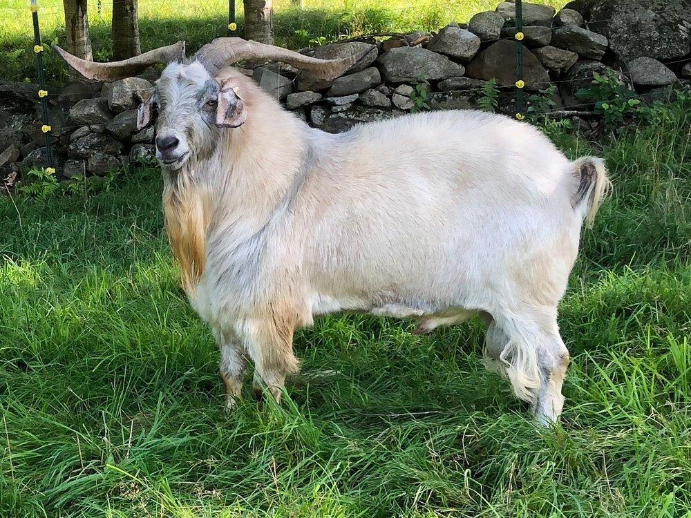 Kiko Boer Cross Goats