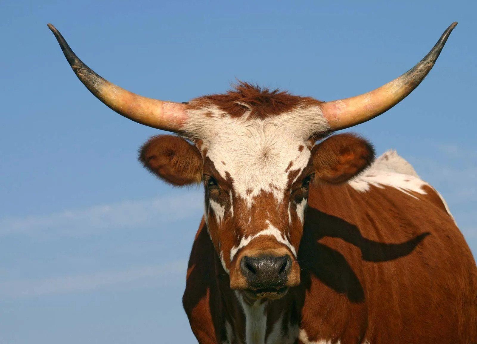 Cattle Breeds Facts, Types, and Pictures