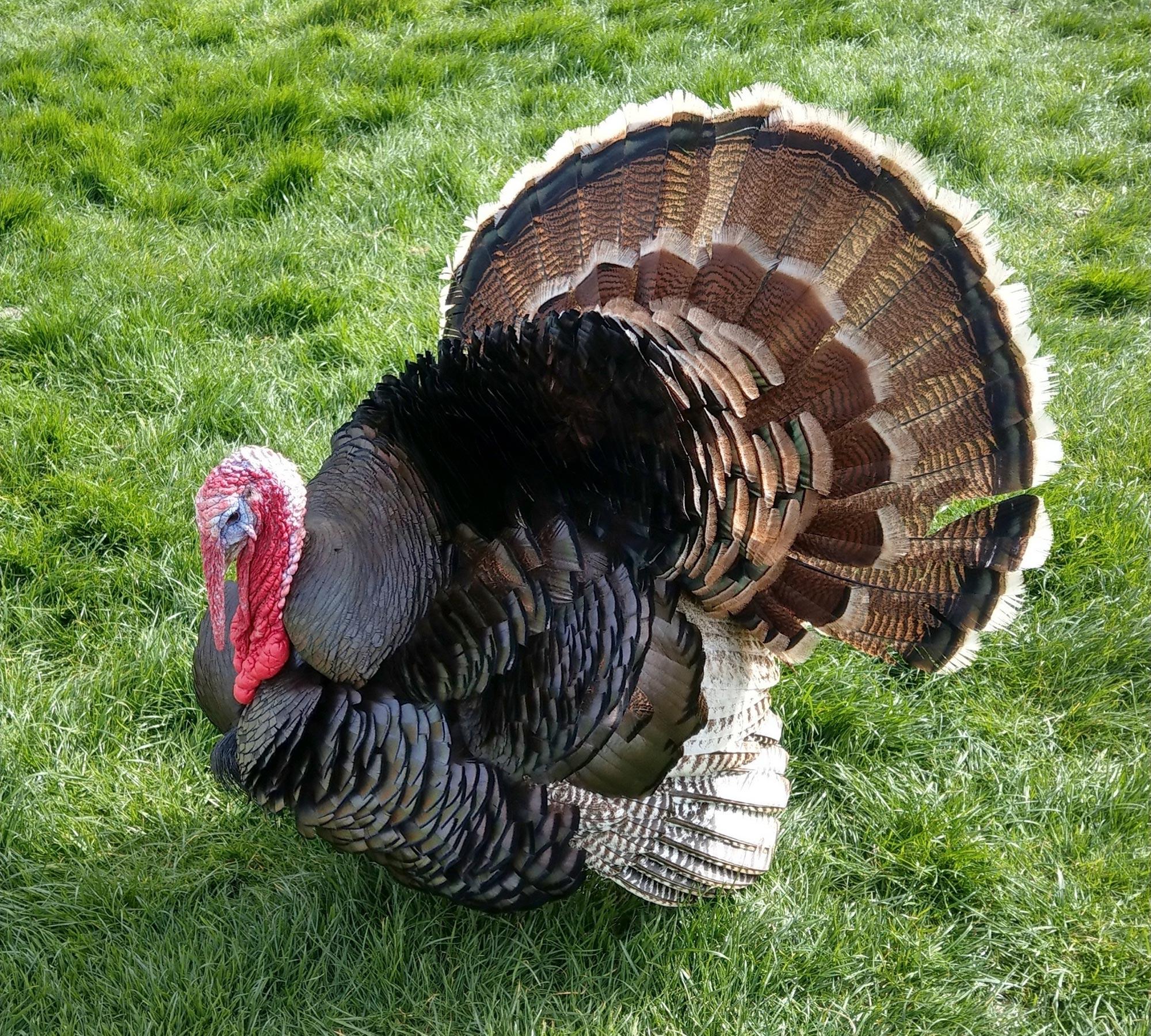 Turkey Breeds Facts Types And Pictures