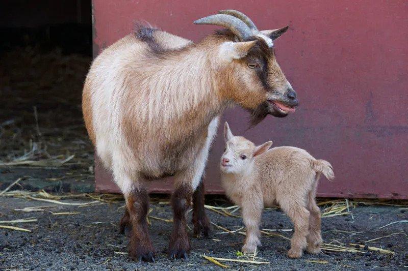Pygmy Goat (American Pygmy) Info, Size, Lifespan, Temperament, and Pictures