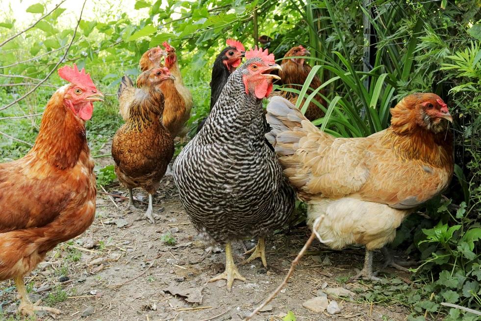 Chicken Breeds - Facts, Types, and Pictures