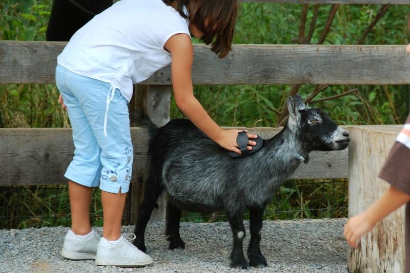 Dwarf Pygmy Goats Full Grown Size