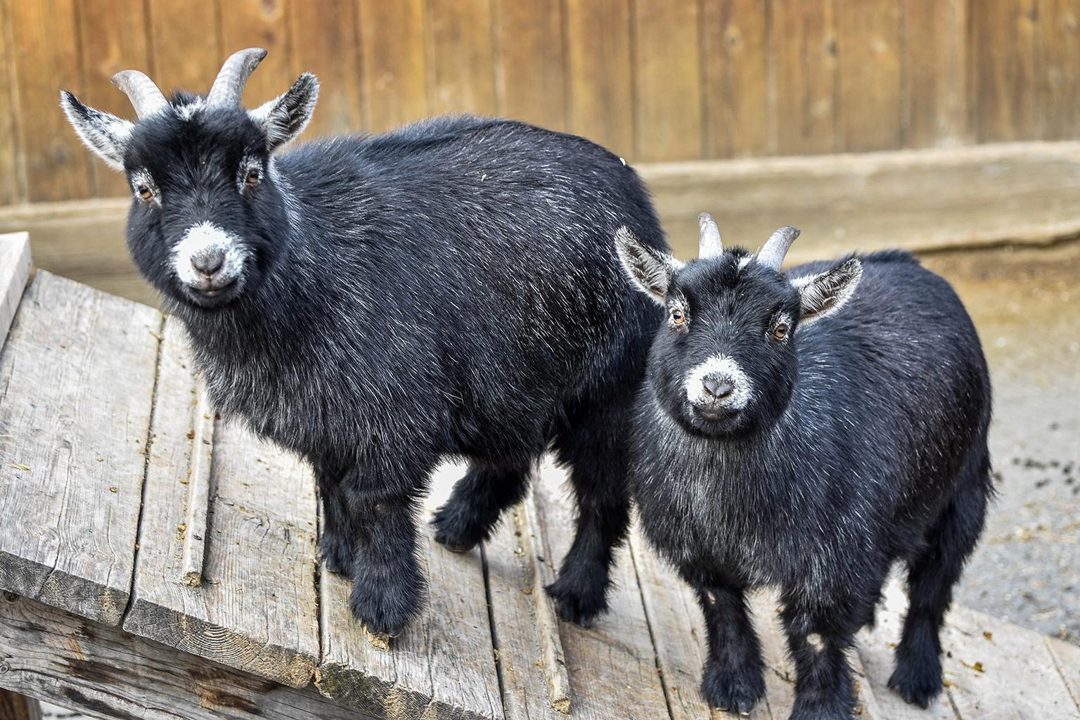 Black Angora Goat