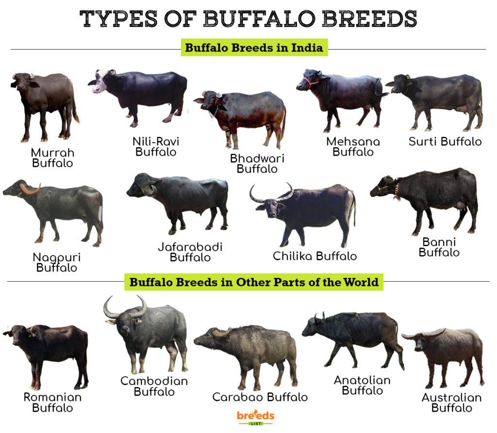 Types of Buffalo Breeds