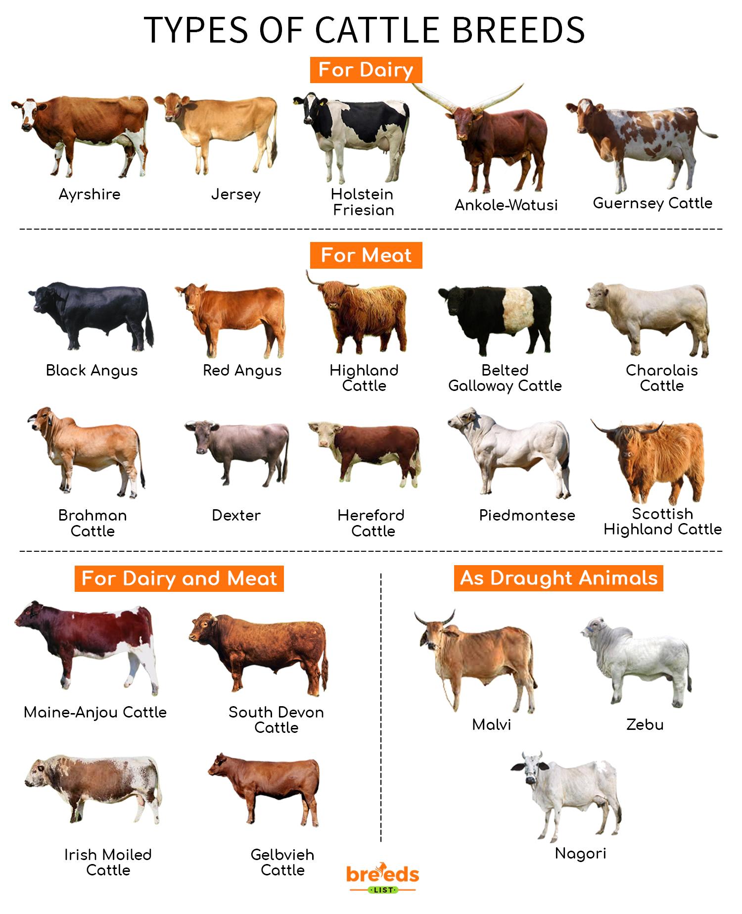 Cattle Breeds Facts Types And Pictures