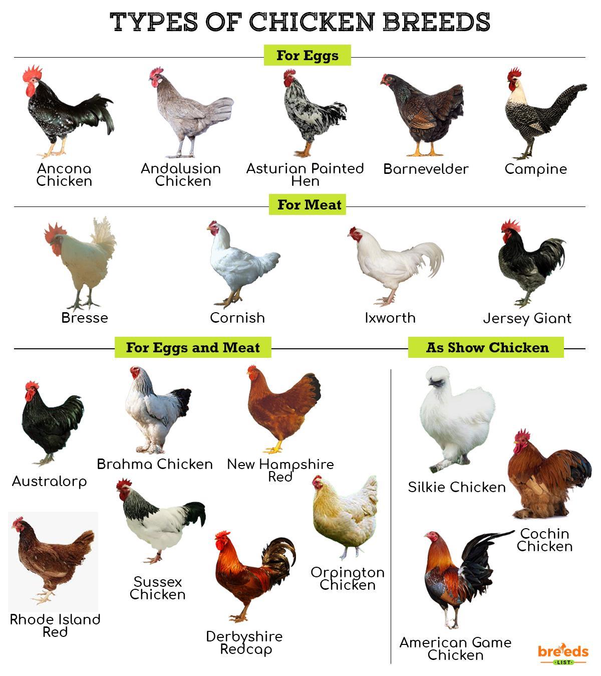 Chicken Breeds - Facts, Types, and Pictures