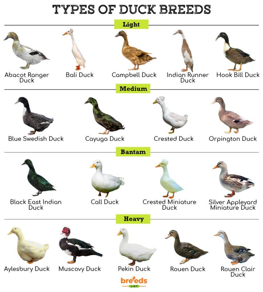 Duck Breeds - Facts, Types, and Pictures