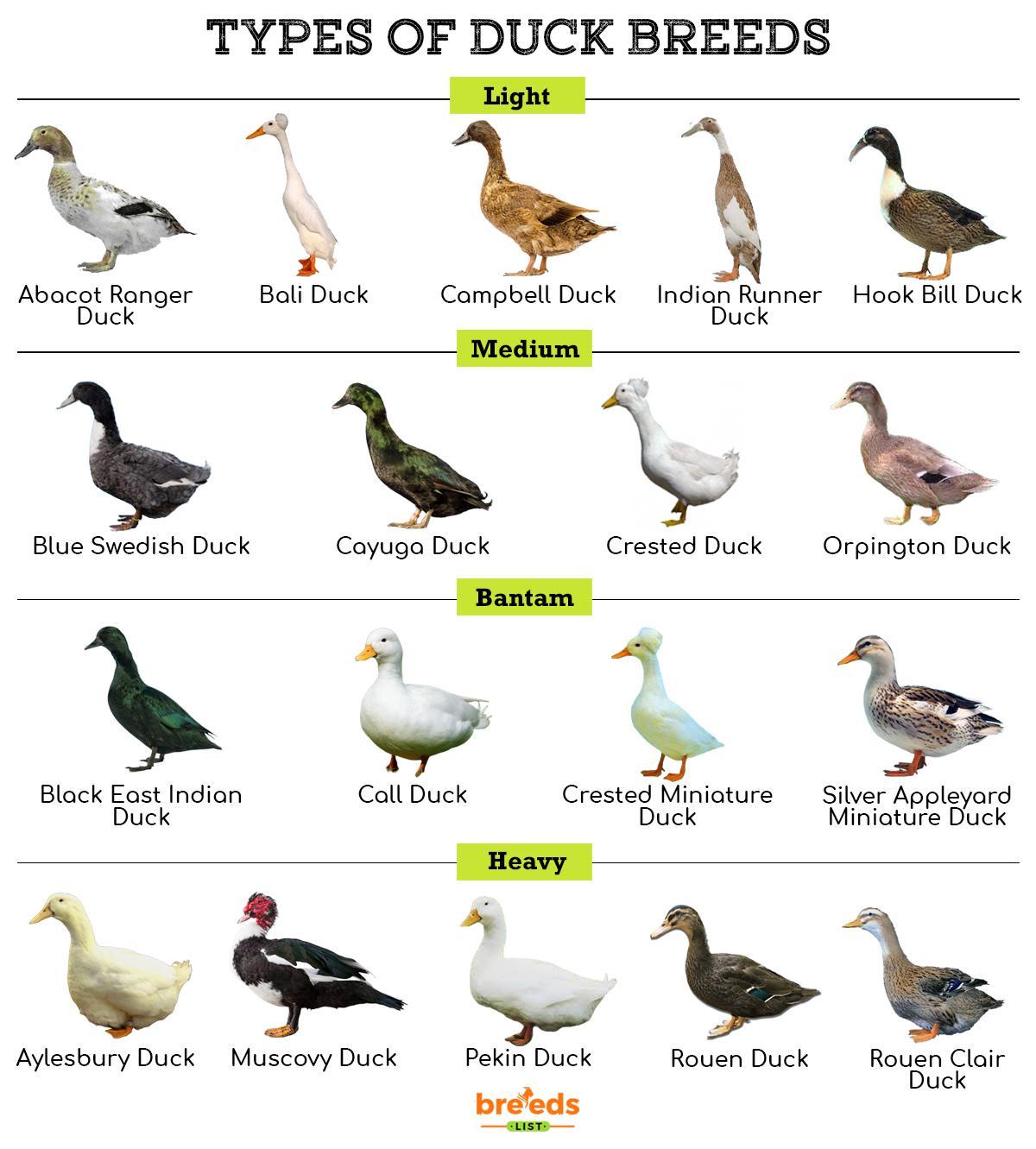 Duck Facts Types Identification Habitat Diet 59 OFF