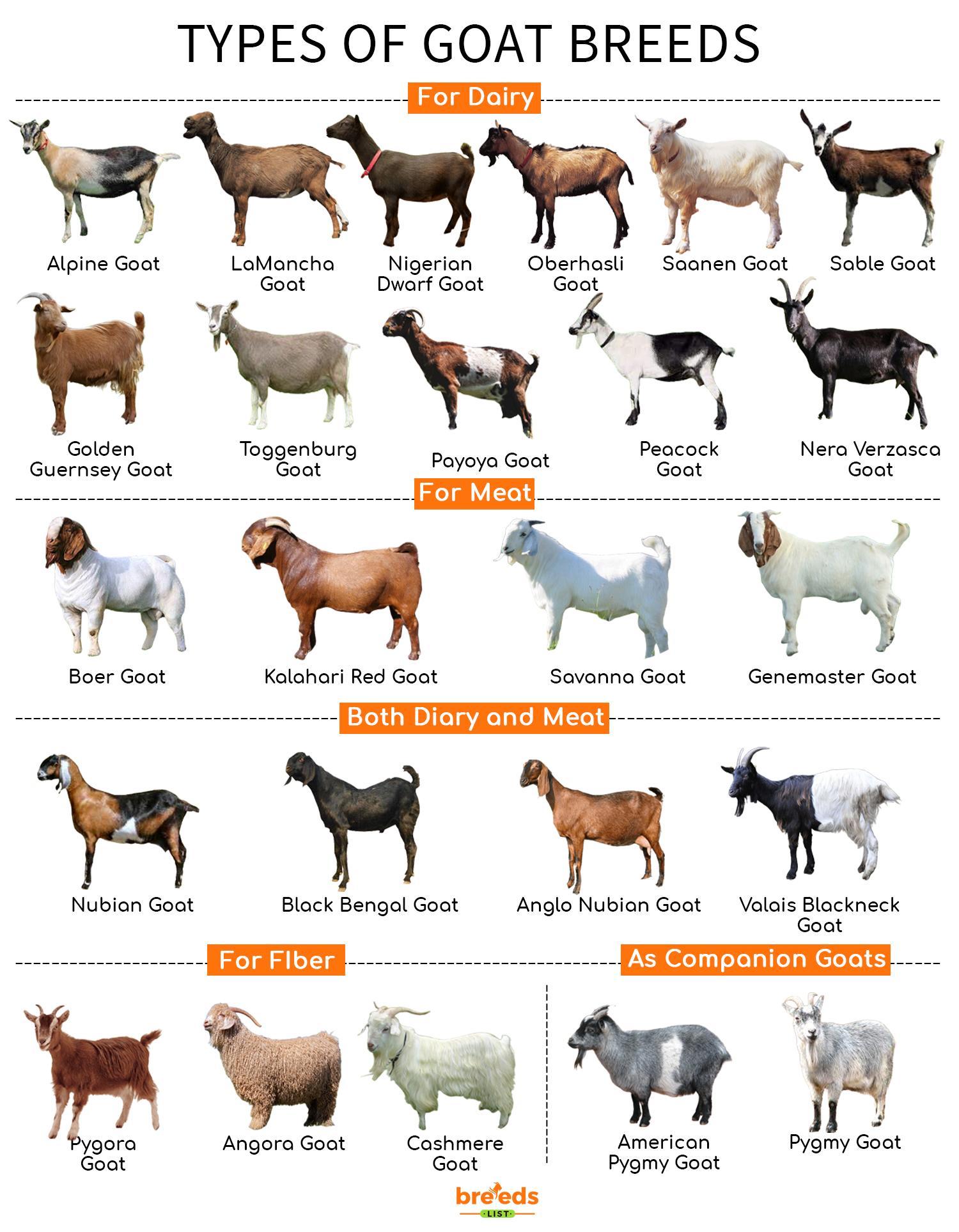 Indian Goat Breeds With Name