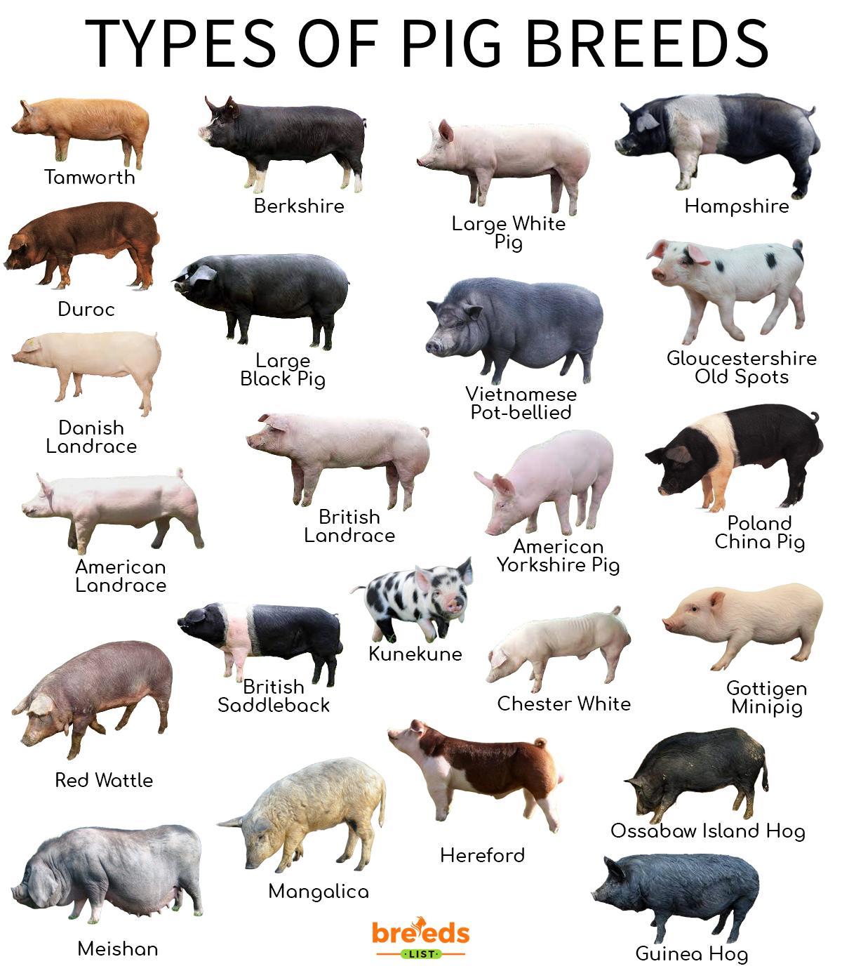 Swine Chart