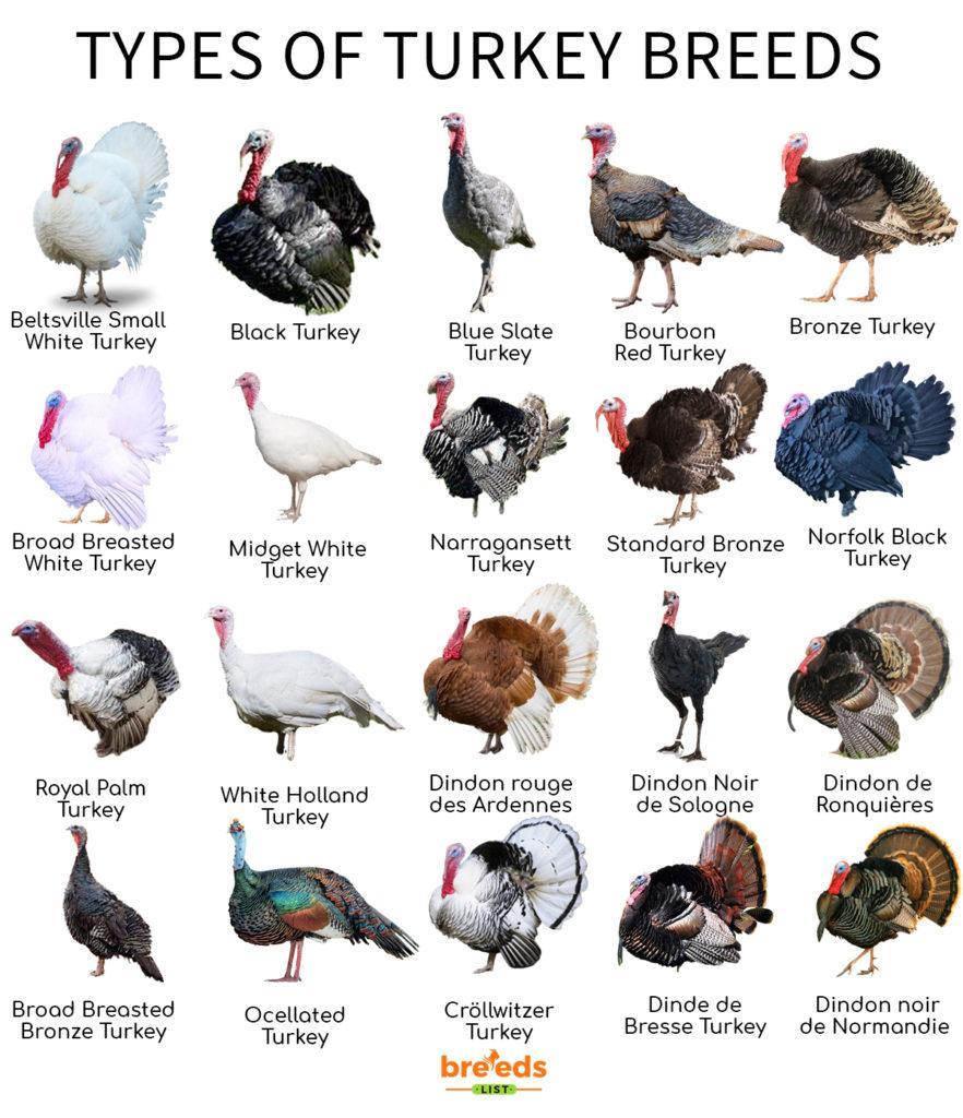 Turkey Breeds Facts, Types, and Pictures