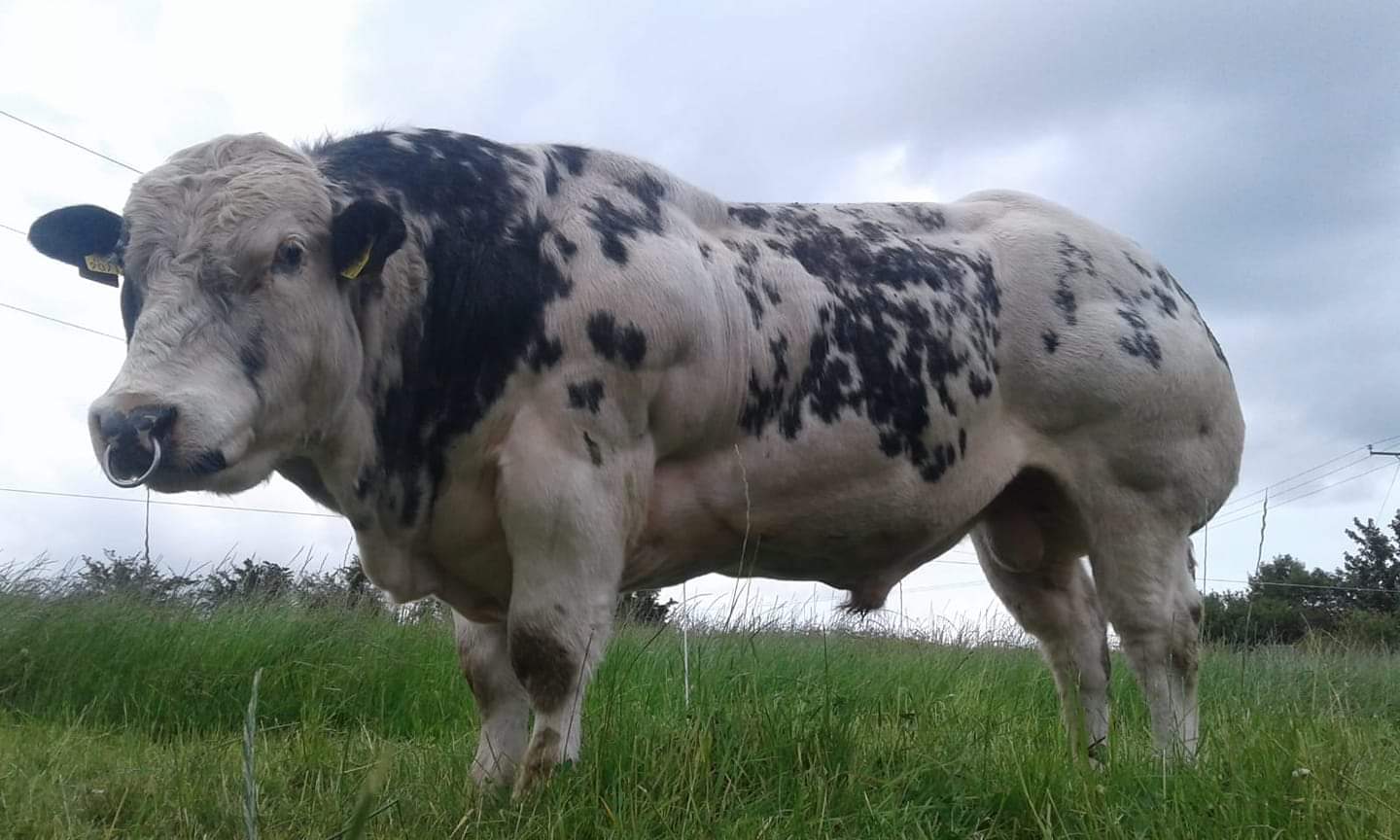 belgian blue cattle muscle