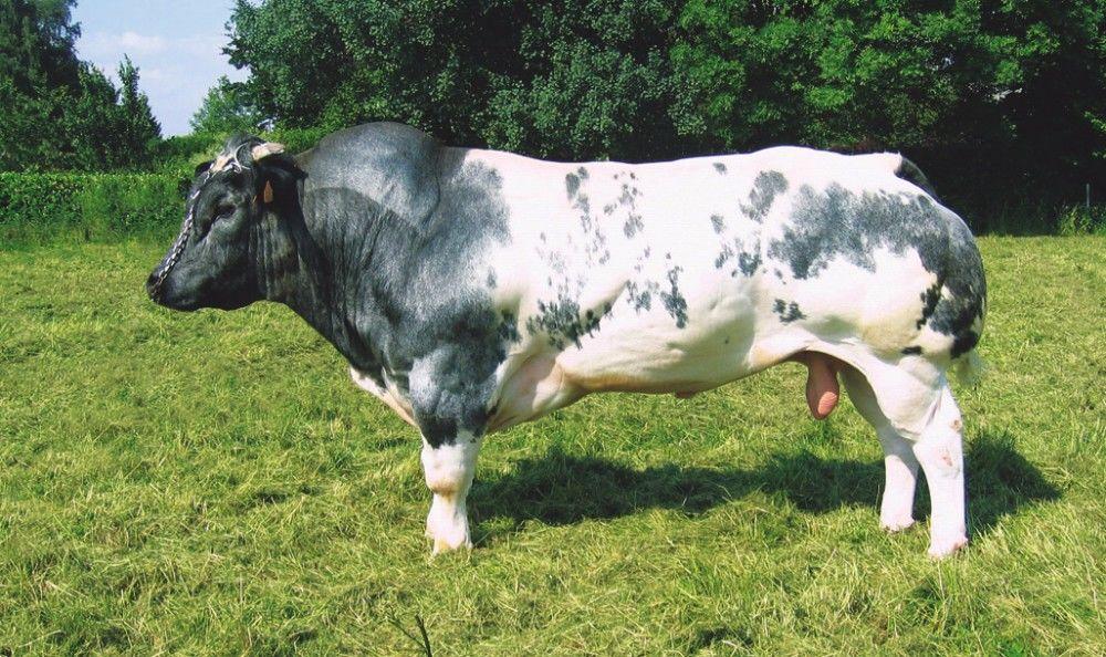 belgian blue cattle muscle