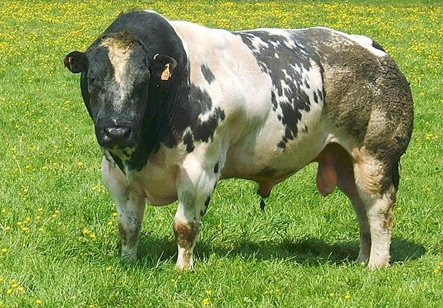 belgian blue cattle muscle