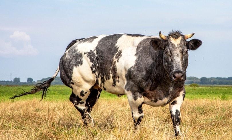 belgian blue cattle muscle