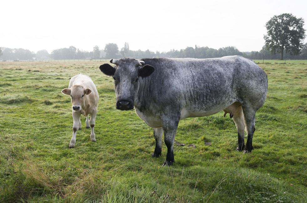 belgian blue cattle muscle