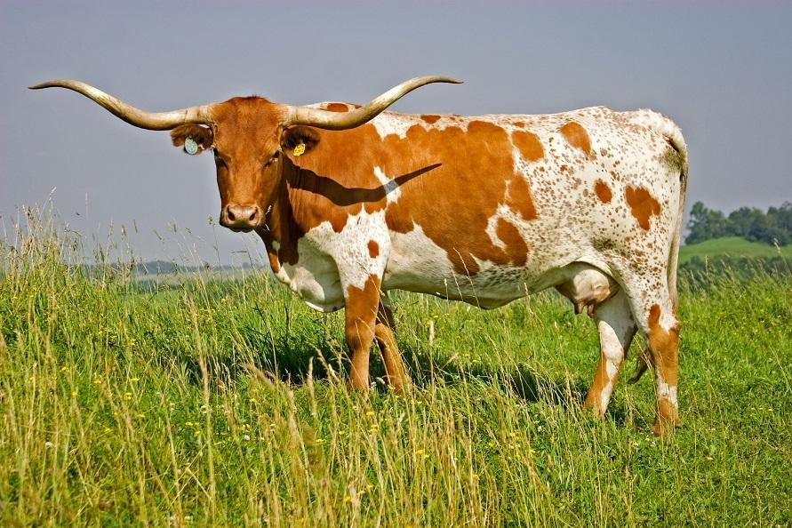 longhorn cattle business plan