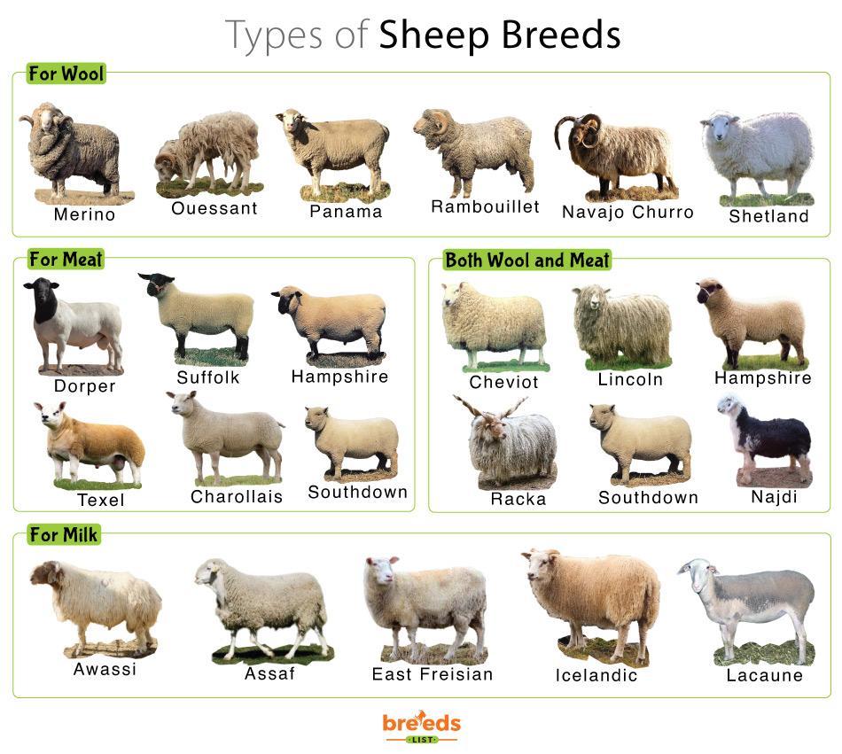 Sheep Facts Types And Pictures Sheep Facts Types And Pictures