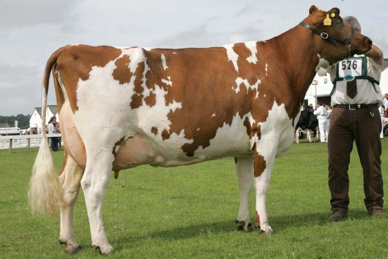 Ayrshire Cattle Info, Size, Lifespan, Uses, and Pictures
