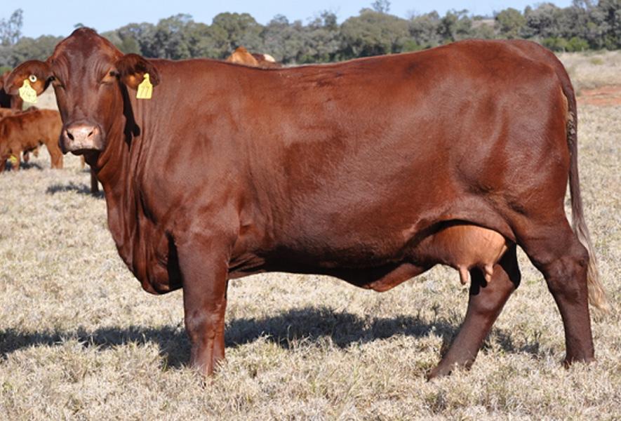 Santa Gertrudis Cattle Info, Size, Lifespan, Uses, and Pictures