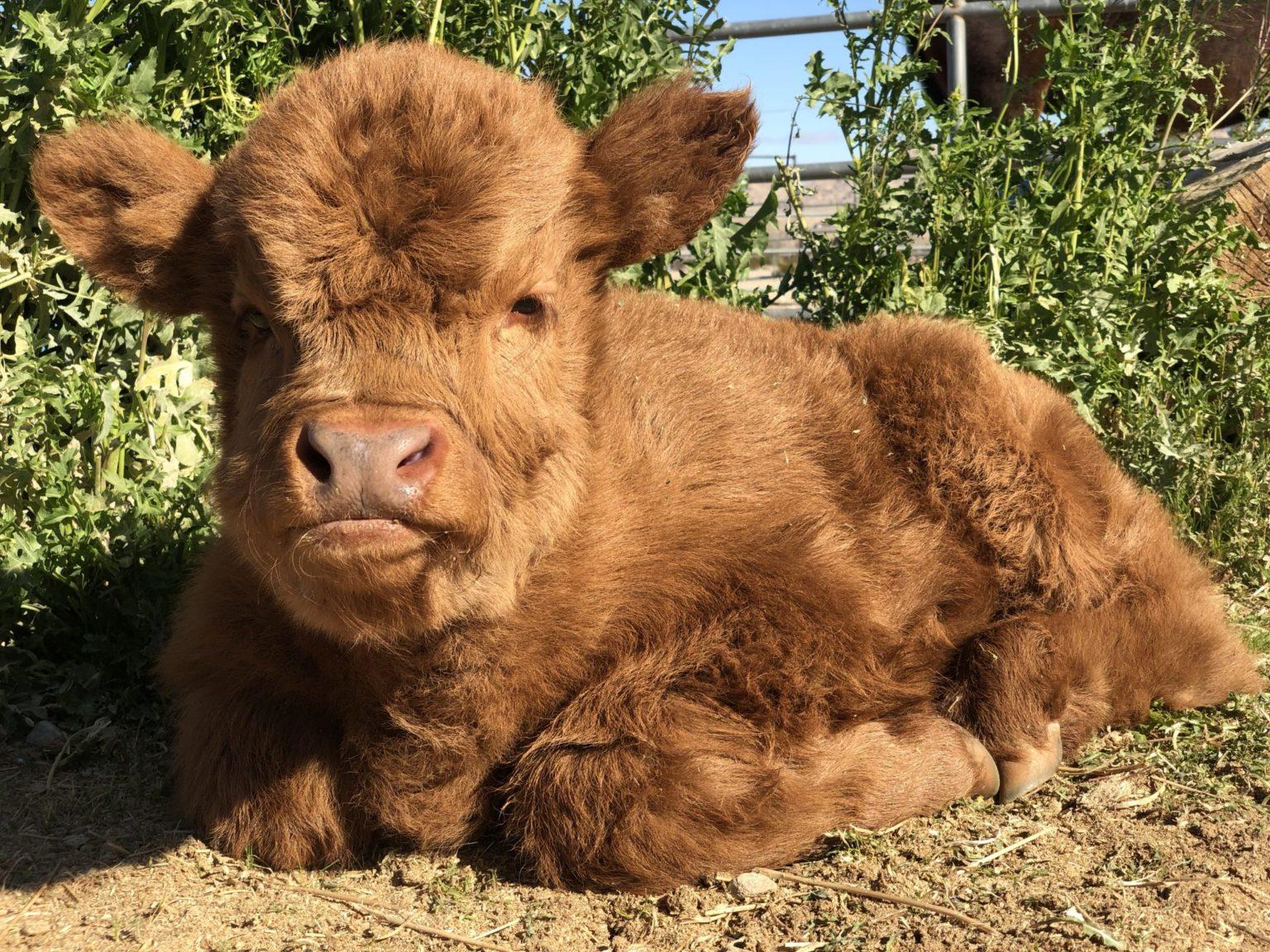 Highland Cattle Info, Size, Lifespan, Uses, and Pictures