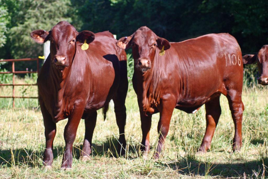 Santa Gertrudis Cattle Info, Size, Lifespan, Uses, and Pictures
