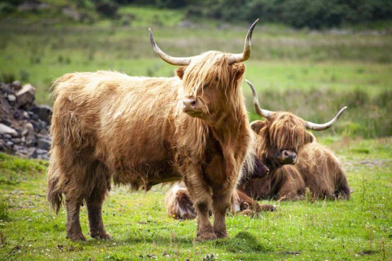 Highland Cattle Info Size Lifespan Uses And Pictures Highland Cattle Info Size Lifespan Uses And Pictures