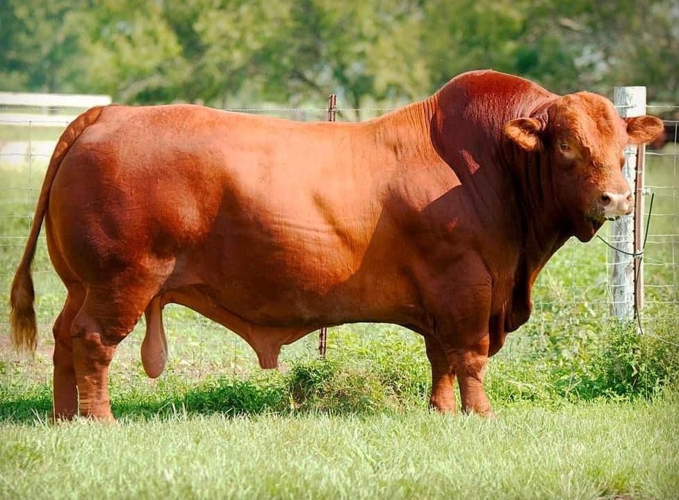 Brangus Cattle Info, Size, Lifespan, Uses, and Pictures