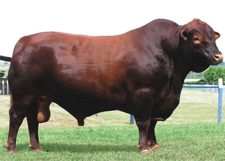 List of small sheep breeds with pictures