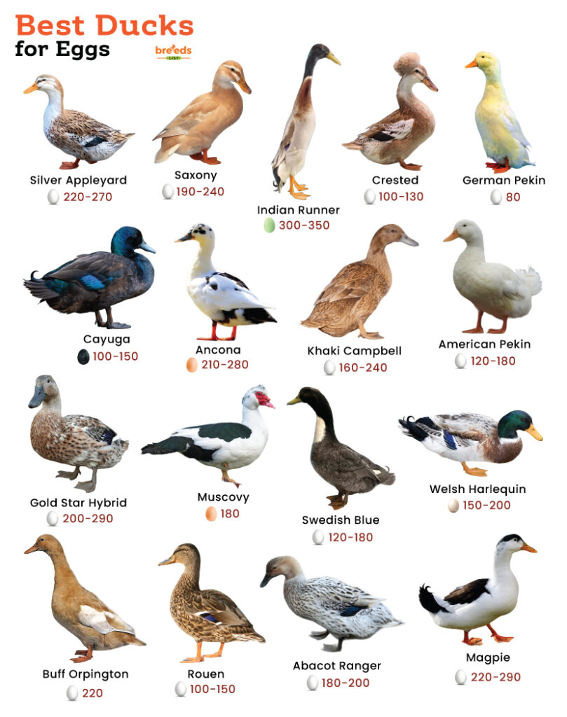 Best ducks for eggs facts list pictures