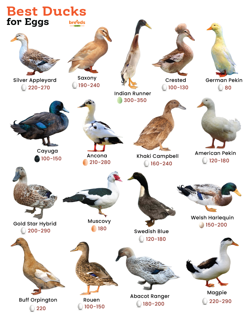 List of the best duck breeds for eggs with pictures