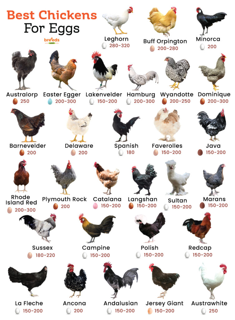 Best Egg Laying Chickens