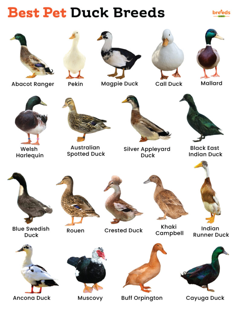 Best Pet Duck Breeds