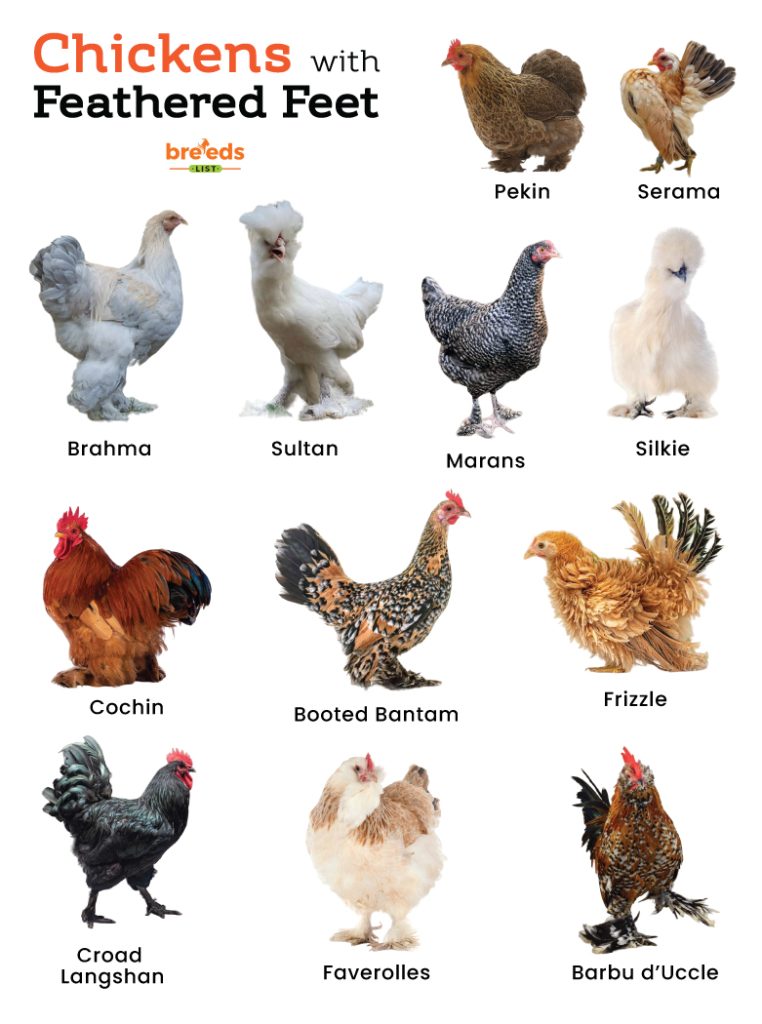 Chickens with Feathered Feet