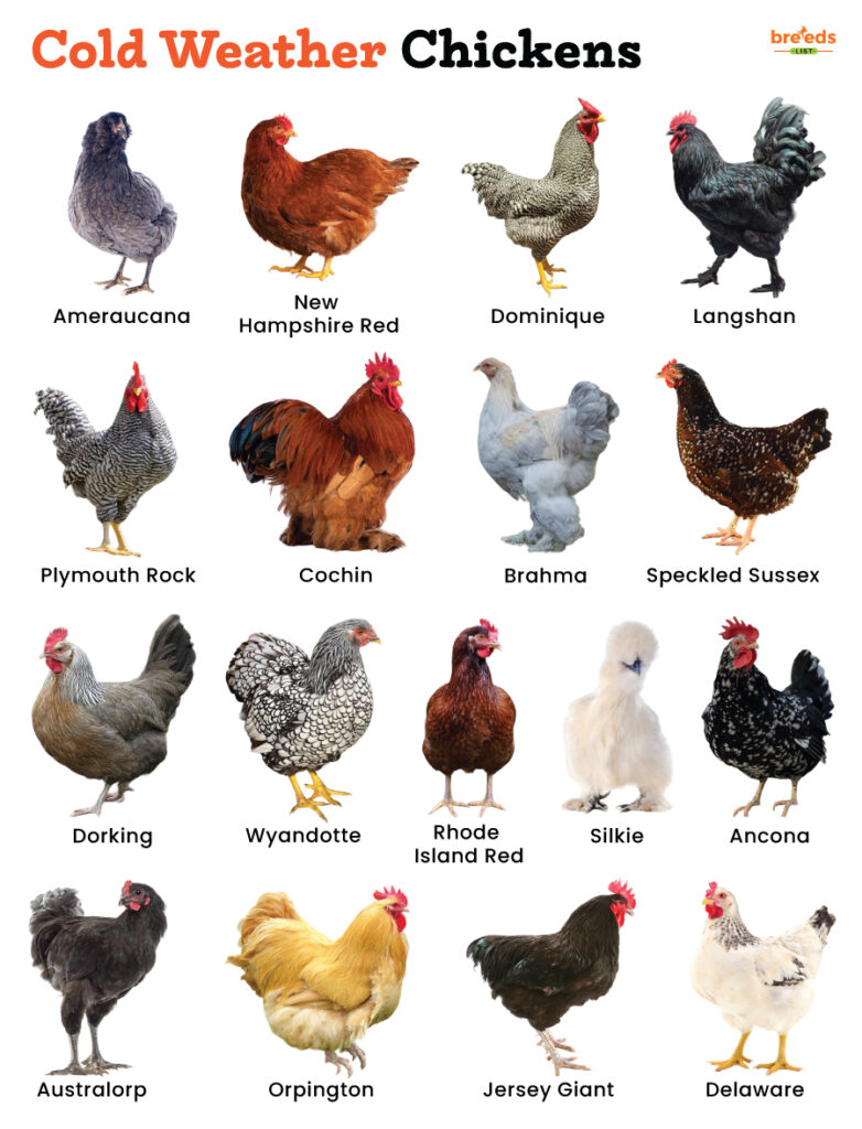 Cold Weather Chickens