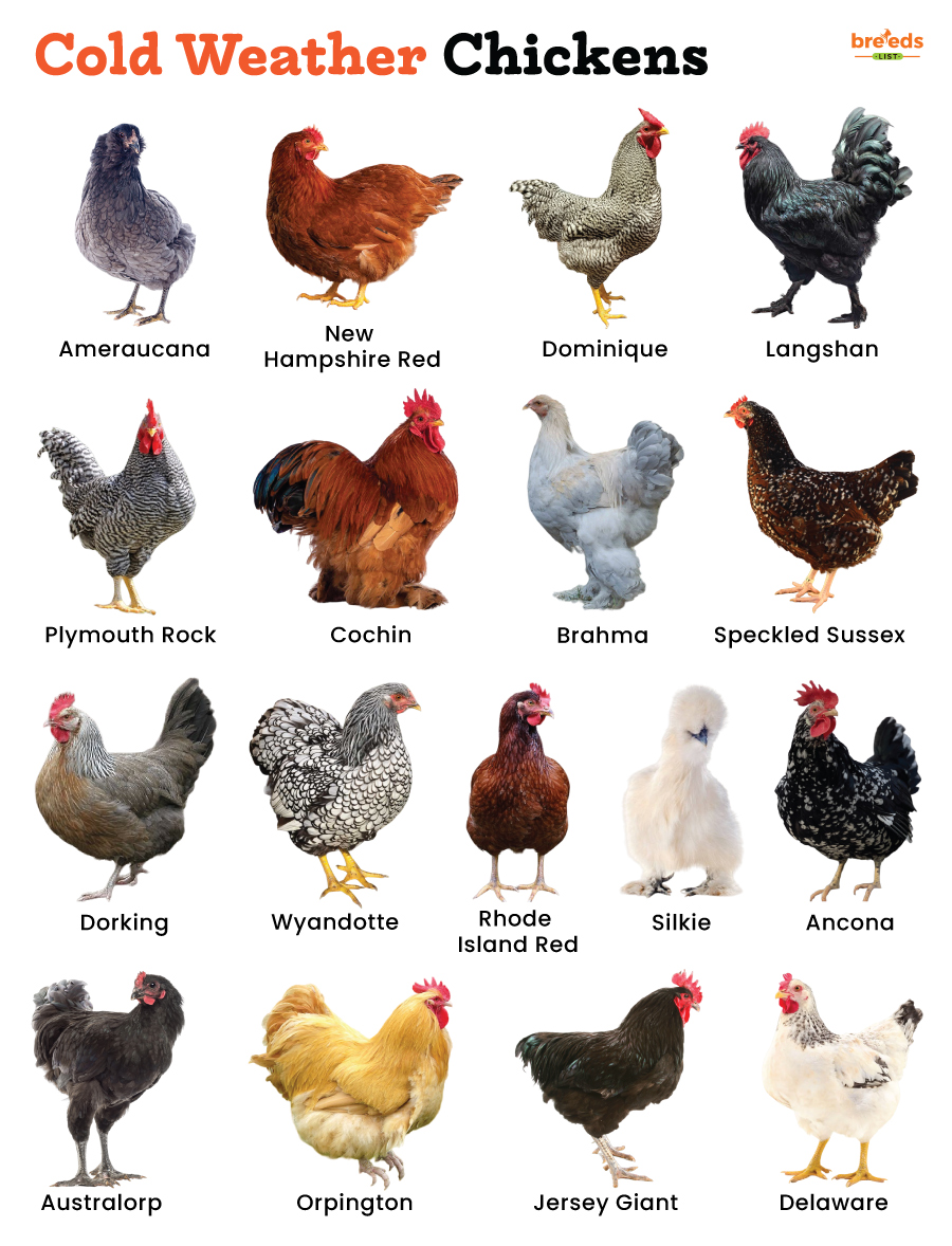 Best Cold Weather Chickens With Pictures