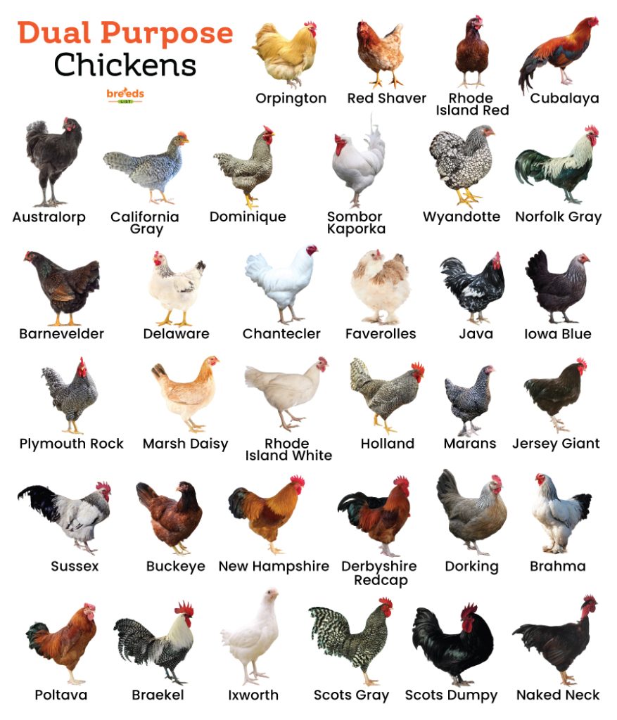 Dual Purpose Chickens