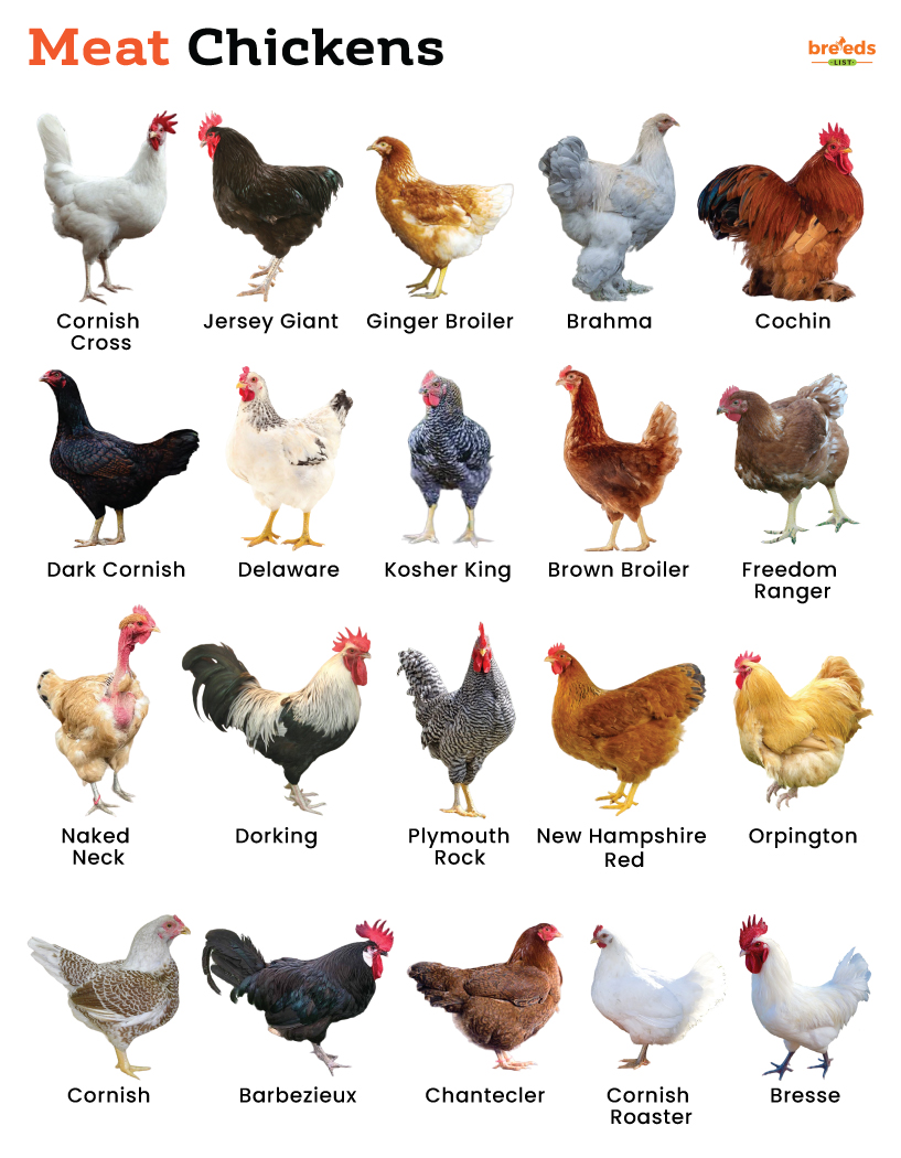 List Of Meat Chickens With Pictures list-of-meat-chickens-with-pictures