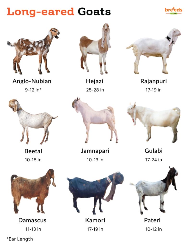 Long-eared Goats