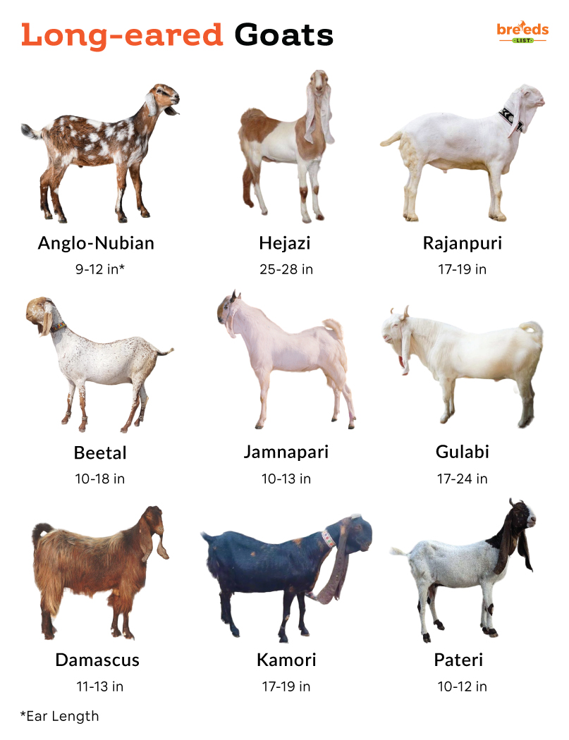 Long eared Goats Breeds With Pictures