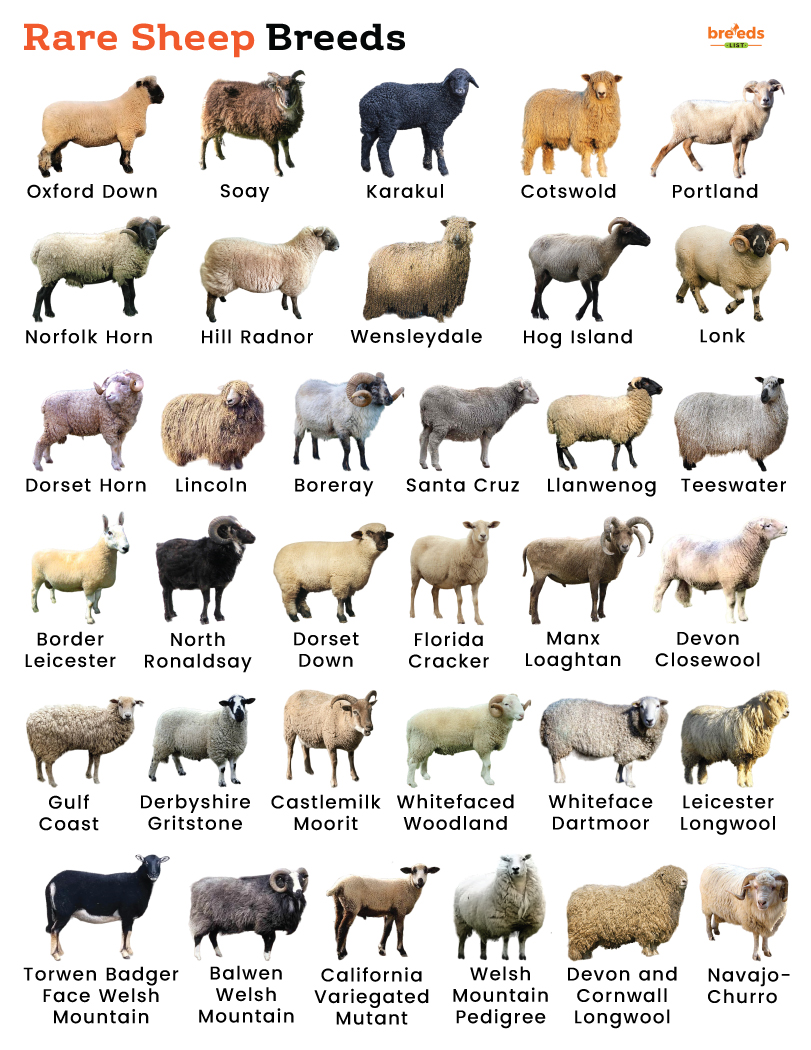 Rare Sheep Breeds
